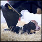 Animal  Photography